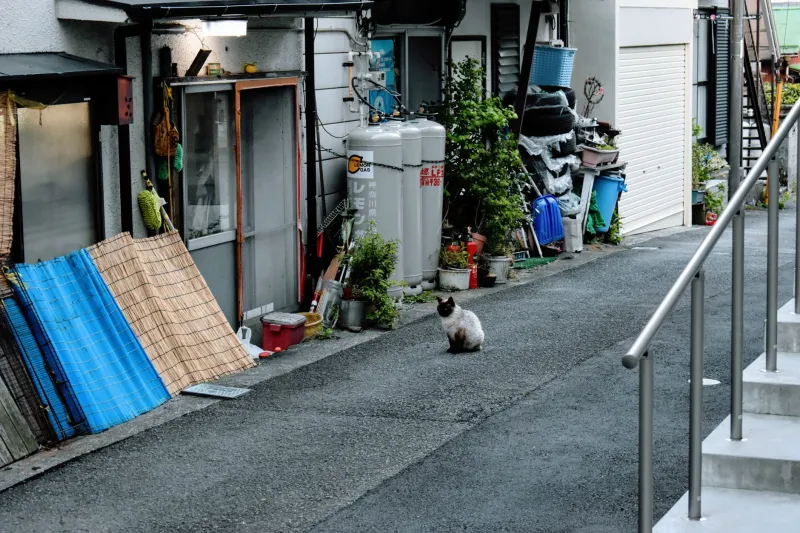 Whiskers at the Corner Store: The Unofficial Mascots of Tojinmachi (and the Neighbors Who Feed Them)
