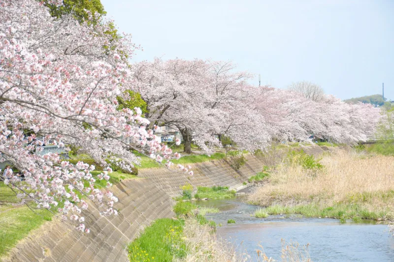 Skip Ohori Park: Where Tojinmachi Locals Actually Watch the Sakura Come In